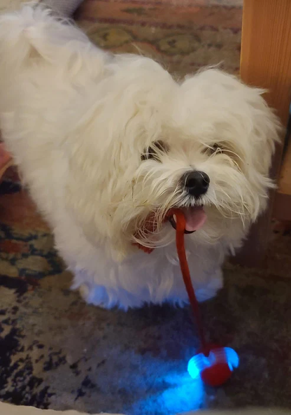 Pelota Interactiva Para Perros Pequeños Y Gatos