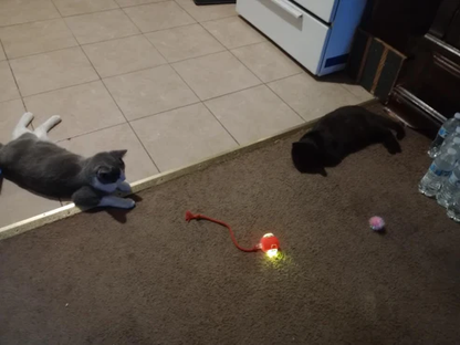 Pelota Interactiva Para Perros Pequeños Y Gatos