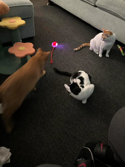 Pelota Interactiva Para Perros Pequeños Y Gatos