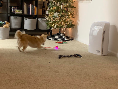 Pelota Interactiva Para Perros Pequeños Y Gatos